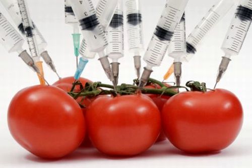 photo of tomatoes being injected with syringes