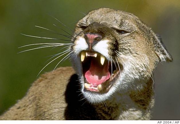 Close-up of a California mountain lion, or cougar. Courtesy of the California Department of Fish and Game.