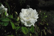 A white rose at the CSUSM memorial. Photo by Chelsey Schweitzer