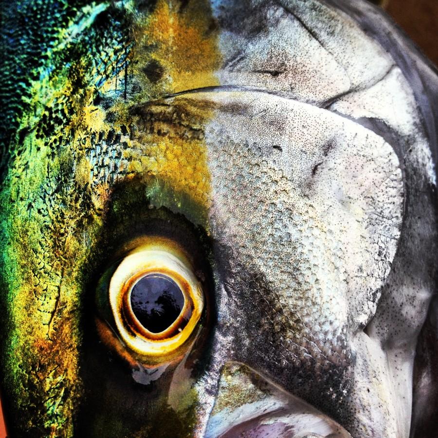 Culinary Corner: Pacific Yellowtail Tuna