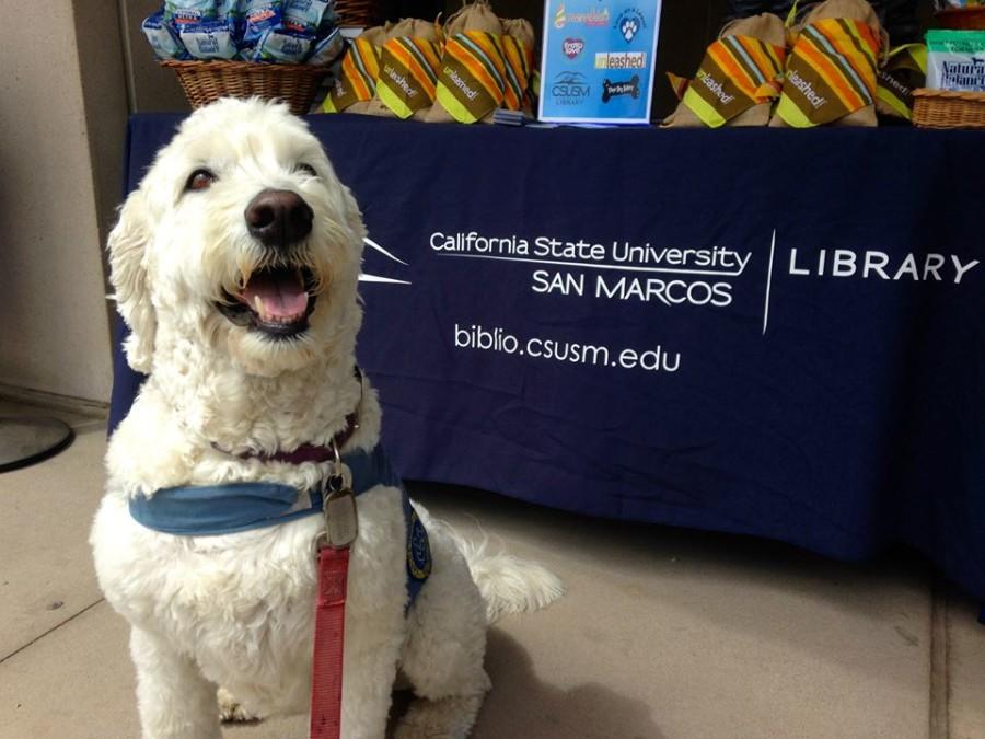 Pause for Paws event to help relieve finals stress
