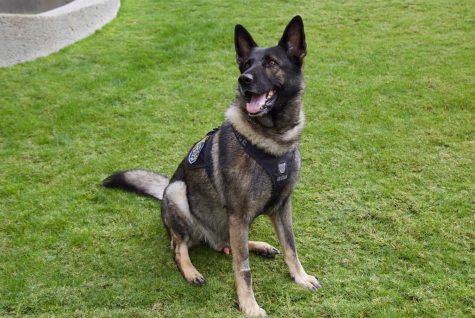 Police officer and his dog build dynamic duo
