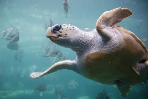 Ocean Conservation club creates plastic alternative