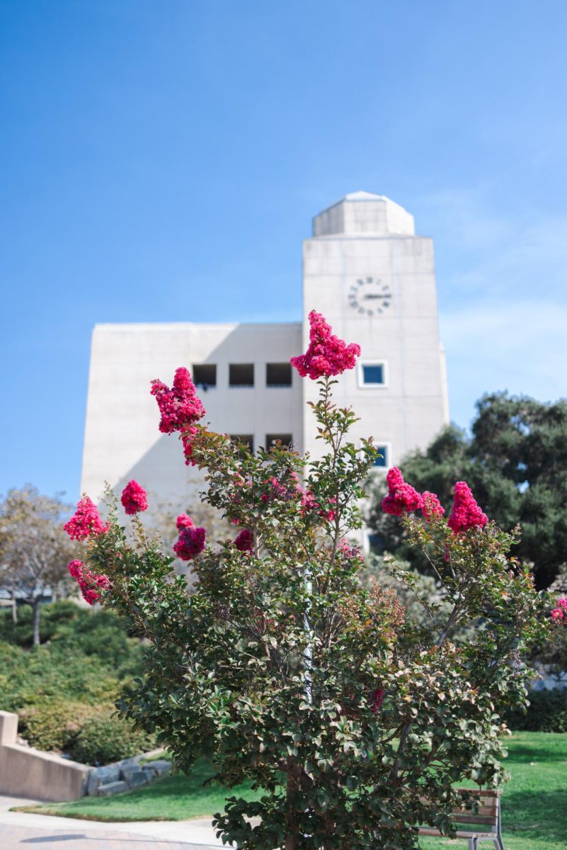 A flower in front of the clock tower at CSUSM